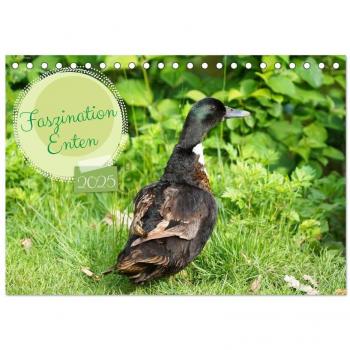 Faszination Enten (Tischkalender 2025 DIN A5 quer) CALVENDO Monatskalender