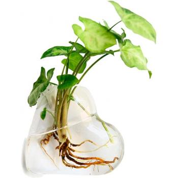 Behokic colgante de vidrio para plantas acuáticas
