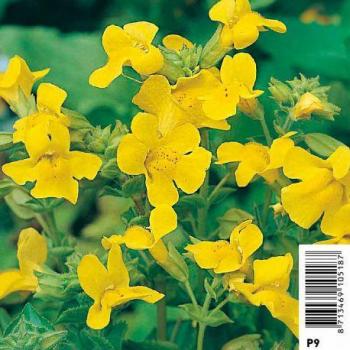 Floraison d'herbe jaune – Gele Masque