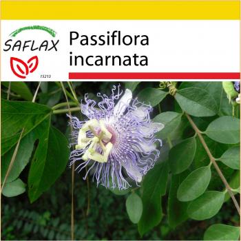 Passionella-Anzuchtbox SAFLAX – 5 Samen + 2 Topfpflanzen