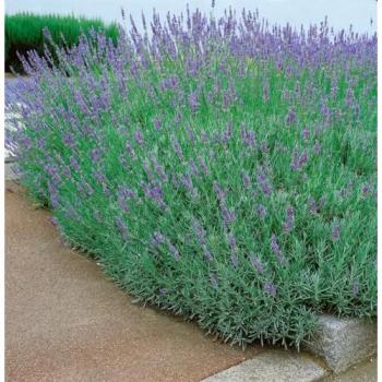Lavandula Dutch Violett – 9 cm² Topfpflanze