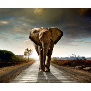 Voyage Éléphant