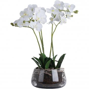 Elegante weiße Orchidee in Glas