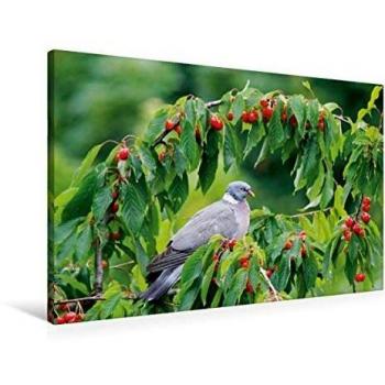 CALVENDO Gefiederte Gartenfreunde – Frühlingsvogel-Gartenmix (750 g)