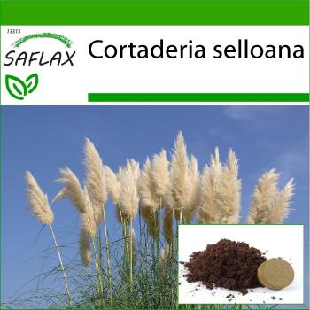 Semi di Pampas