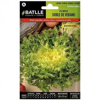 Endiviensalat „Escariol“ von Batlle – 1.800‑Samen Pack