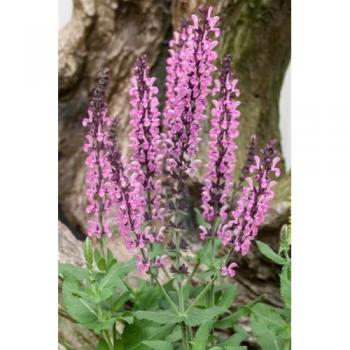 Salvia nemorosa 'Rose Queen'