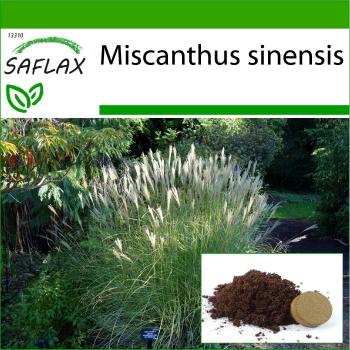 Safflax Premium Miscanthus Seeds & Substrate Combo