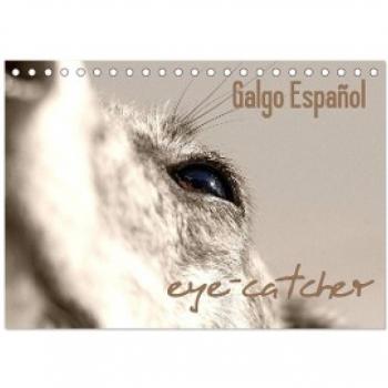 Galgo eye-catcher (Tischkalender 2024 DIN A5 quer) CALVENDO Monatskalender