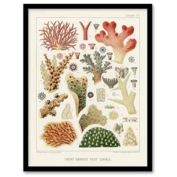 A3 White Coral Reef Landscape – William S Kent