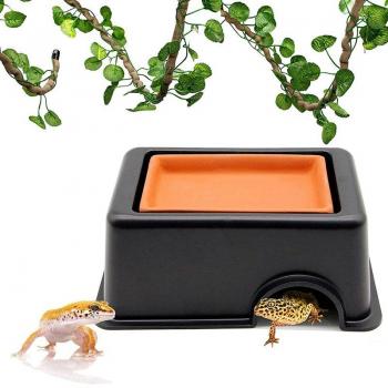 Lizard Oasis Humidifier Box