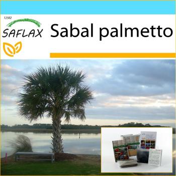Regalo Verde: Palmera Palmetto