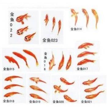 Clear Film Koi Fish Art Stickers