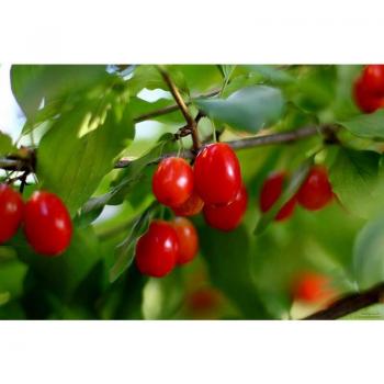 Cornus mas selvatica
