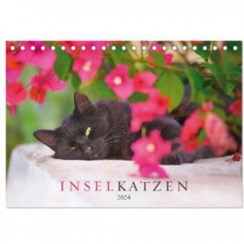 Inselkatzen (Tischkalender 2024 DIN A5 quer) CALVENDO Monatskalender