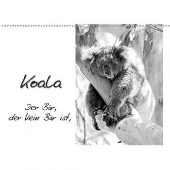 Koala Ein Bär, der kein Bär ist