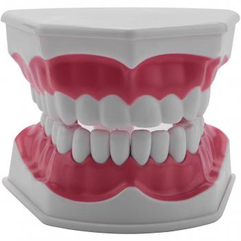 Dents Typodont – Démonstration de soie