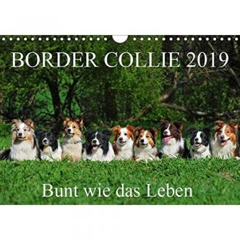 Border Collie 2019