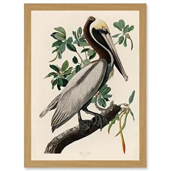 Artery8 Light Oak Framed Brown Pelican Print – Audubon A4