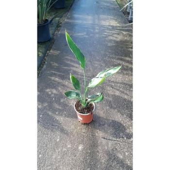 Flor de la Libertad