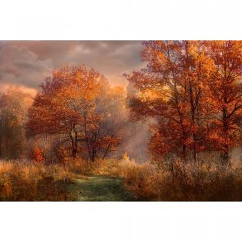 Roter Eichendach Herbstfotografie Tapete