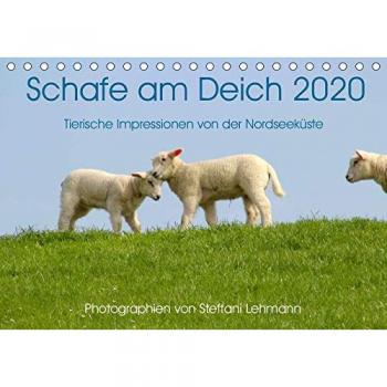Schafe am Deich 2020. Tierische Impressionen von der Nordseeküste