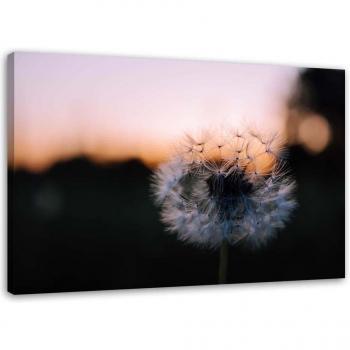 Tableau sur toile Pissenlits roses au soleil couchant 60x40