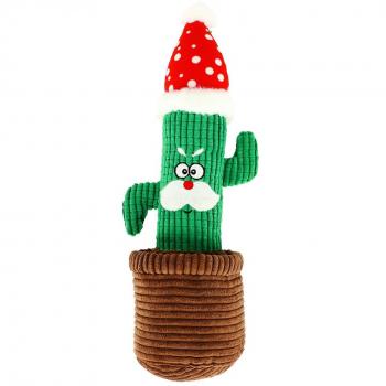 Dingo Cactus