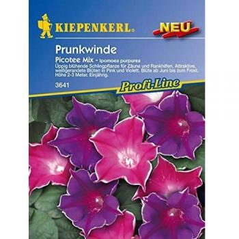 Kiepenkerl Morning Glory Picotee Mix