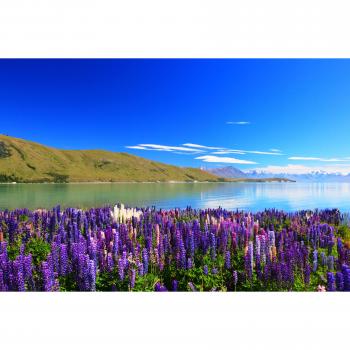 Papermoon Tapete „Lupines Lake Tekapo“ – Hochglanz
