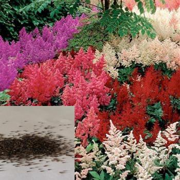 Graines d'Astilbe Lumineuses 50 Pcs