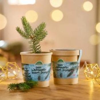 Mini Albero di Natale in Vaso City Garden Kit