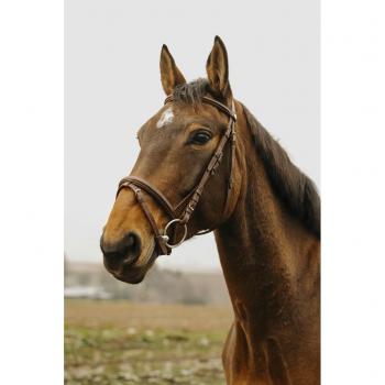 Norton Club Square Havana Full‑Size Bridle