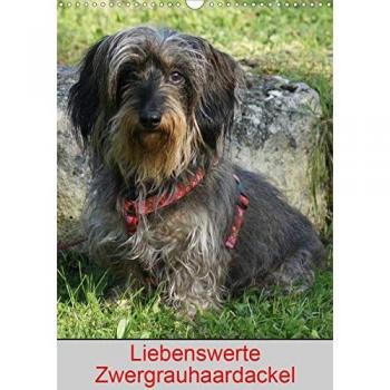 Liebenswerte Zwergrauhaardackel