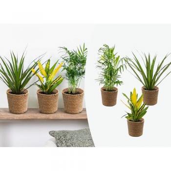 Pack de 3 Plantes Tropicales d'Intérieur avec Panier en Seagrass – ⌀12 cm – 25-40 cm