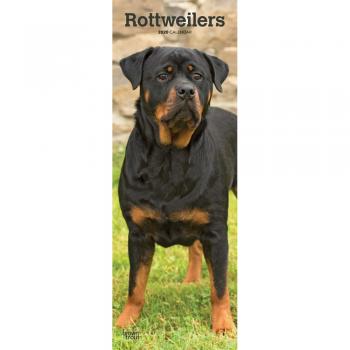 Rottweilers