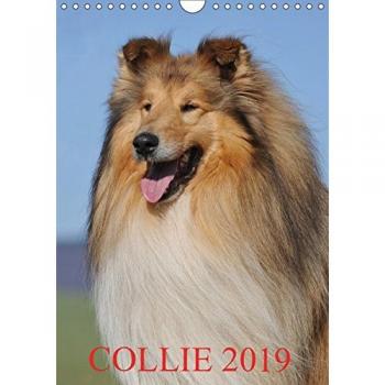 Collie 2019