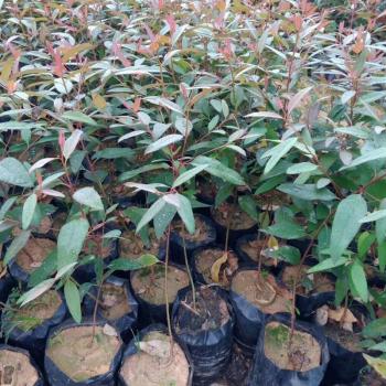 Bolsita Agrícola PE para Macetas de Plántulas