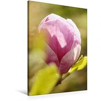 CALVENDO Textil-Leinwand „Magnolienknospe“ 60 × 90 cm (Gisela Kruse)