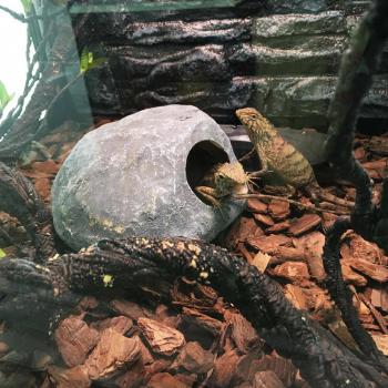 Aquarium Decorative Reptile Nest