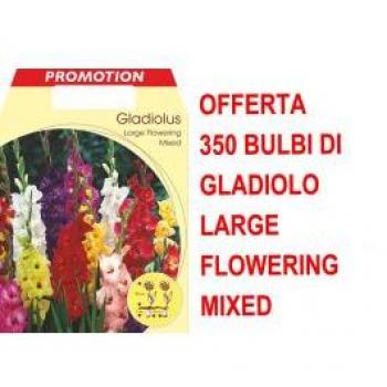 Gladioli 350 – Fiori Grandi, Colori Vivaci