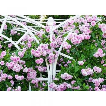 360° Drukspuit voor Tuin en Huis 500 ml