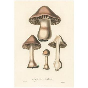 John Stephenson Agaricus Bulbosus Kunstwerk 40cm x Bruin/Crème