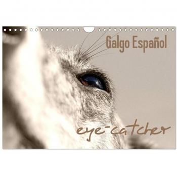 Galgo eye-catcher Wandkalender 2024 DIN A4 quer