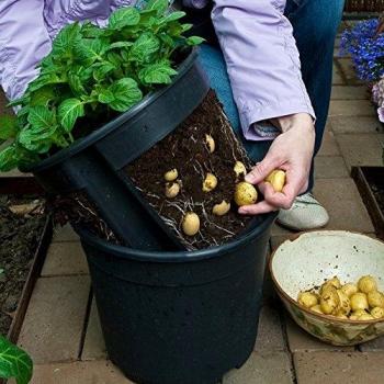 PotatoPot Anzuchtbehälter – Kartoffelpflanze in Topf, inkl. Einsatz (Juni 2025)