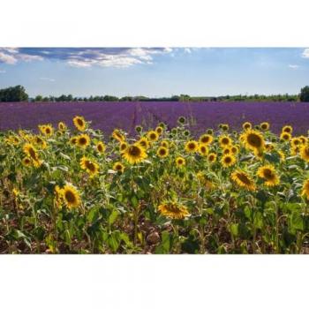 Peinture Imprimée Tournesols Provence 45x65 cm