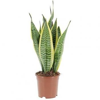 Piantina KENTIS: Sansevieria Trifasciata Laurentii, vaso Ø15 cm