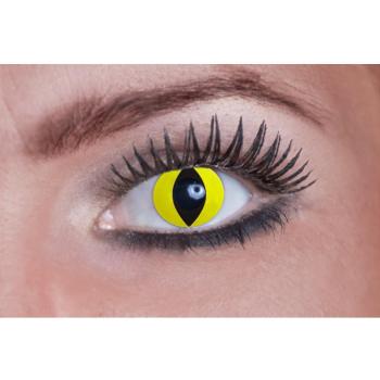 Lentilles Zoelibat pour Félins