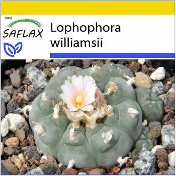 Saflax: Kit de Cultivo Peyote Kaktus 20x