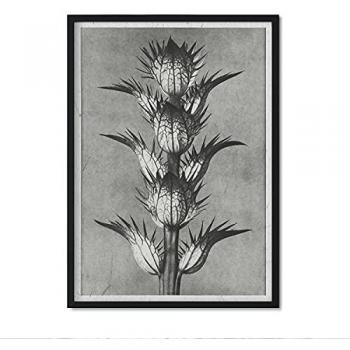 Póster de Flores y Plantas en Blanco y Negro